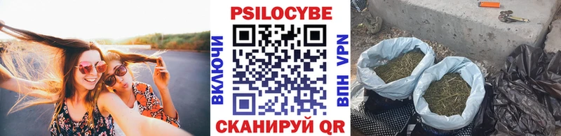 где продают   Мамоново  Галлюциногенные грибы Psilocybe 